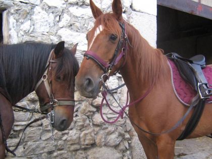 Deux chevaux devant un mur de pierres