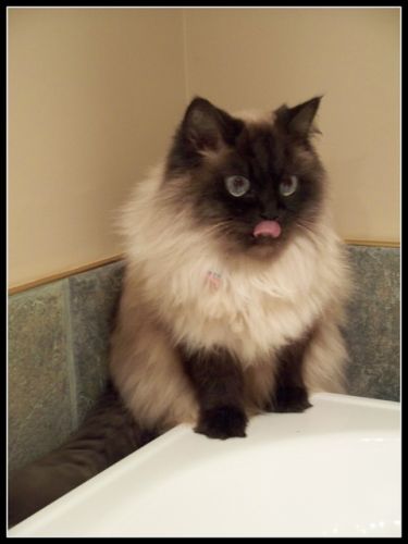 On se déliche minou?