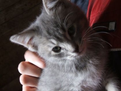 Voici ma petite chatte minnie qui vit à la ferme ^^