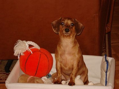 Maman je tattendais je suis dans mon panier avec mes jouets !...