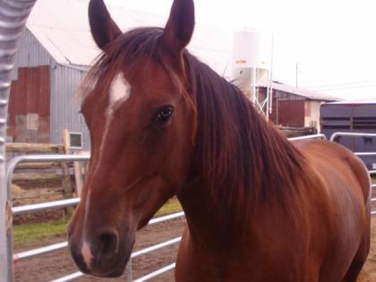C'est mon cheval sally =D