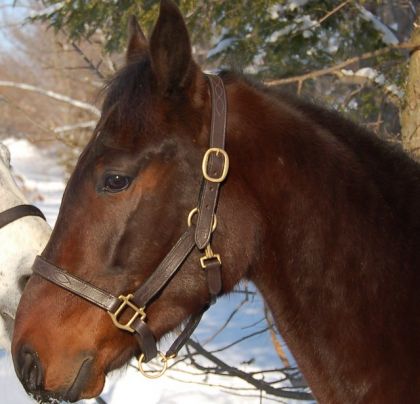 Voici mon beau Casino. Standardbred de 3.5 ans