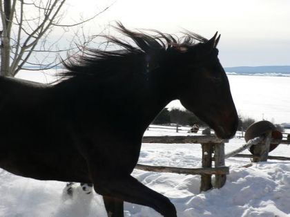 Ma belle téki la crinière dans le vent