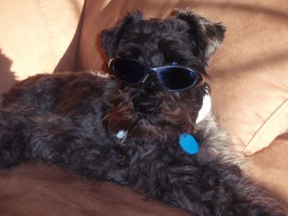 Chester qui prend un bain de soleil