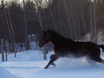 Mon poulain dans la neige! :)