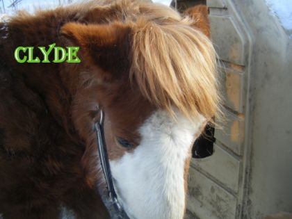 on taimeras toujours clyde et tu resteras dans notre coeur....
