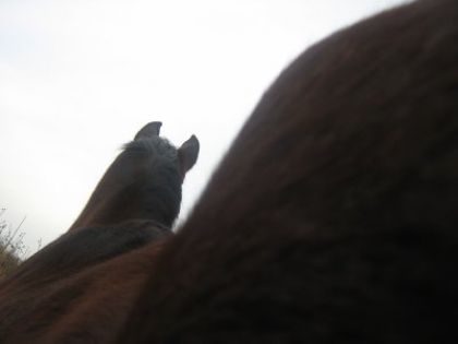 Ma jument vue de la croupe