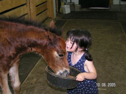 Petite fille nourrissant un poulain dans une écurie