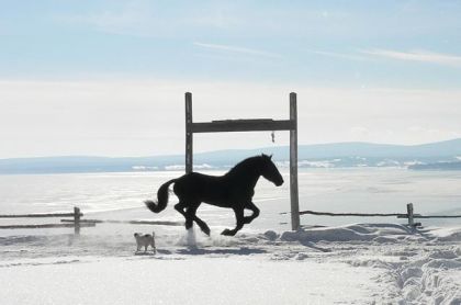 Quanah!!! Il est tellement beau!
