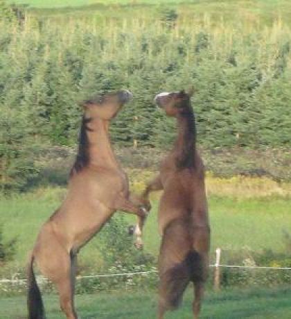 Mes Chevaux Qui Se cabrent