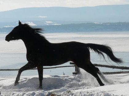 ma belle petite téki au galop