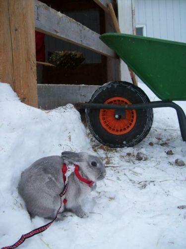 Mon lapin Splash, qui regarde les opérations ! Ce n'est pas un...