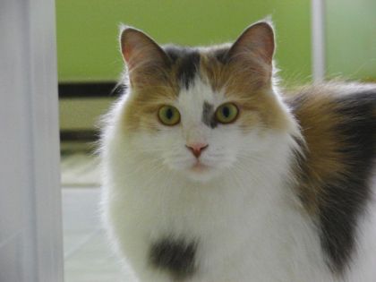 Notre petite chatte lotus, à qui on veut faire avoir de jolis...