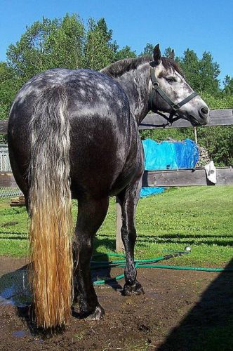 Silver après une bonne douche !!! :)