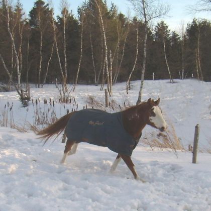 Vive une bonne petite crise de galop....ca défoule...