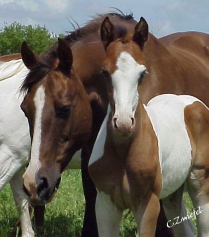 voici une tres belle photo de anabelle et milton 2 beaux chevaux...