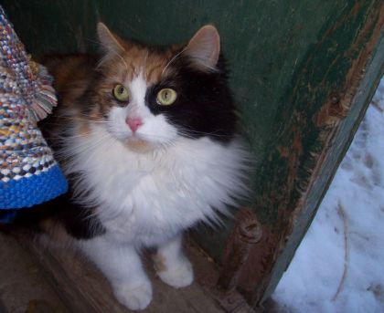 notre chaton d'écurie : Natulla