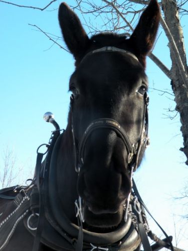 mon gros lors d'une merveilleuse randonnée en sleigh avec mes...