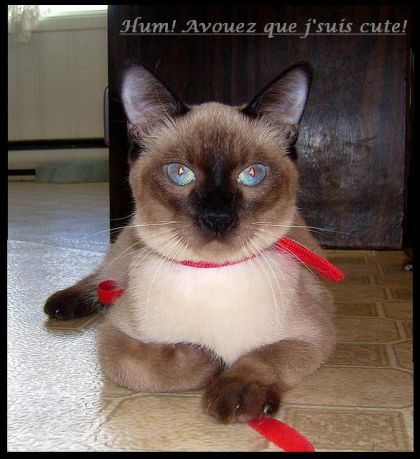 J'adore mon nouveau mimi. :)