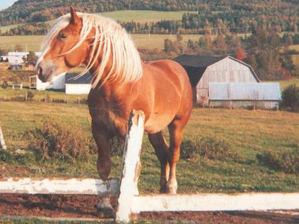 Cheval dans un champ
