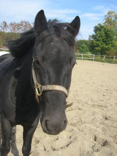 Mon beau poney Ti-Brin que j'adore