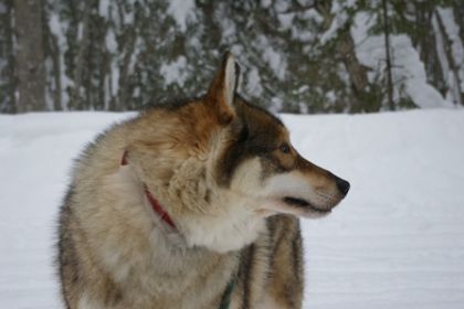 Tinook, mon chien.
