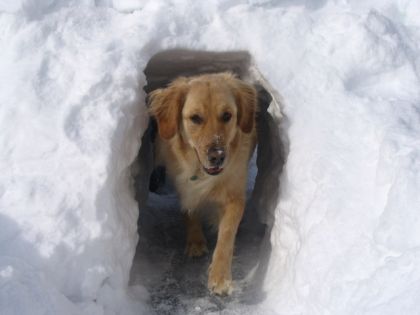 Raffy dans la neige !