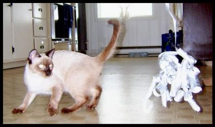 Mon t'chum qui jou avec MON chat. J'pense que c'est minet qui a...