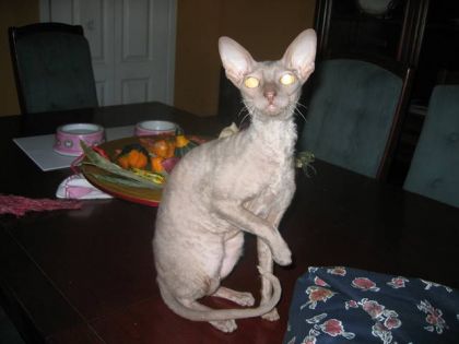Cleo, ma chatte Rex Cornish, couleur lavendre et creme.