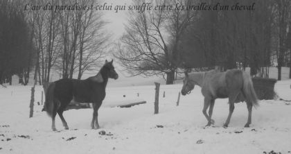 Montage , ma jument et la nouvelle!!