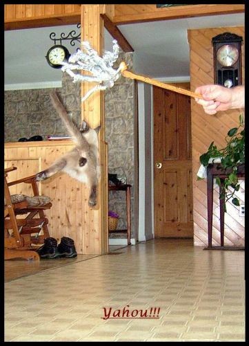 Une fois de plus mon t'chum qui s'amuse avec le chat. Il est...