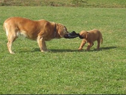Maya et Molly qui jouent ensemble!