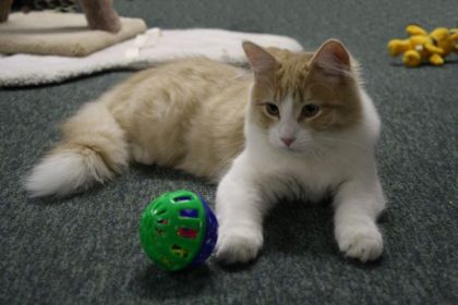 Petit chaton devient de plus en plus grand! Toupie a maintenant...