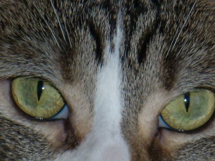 il pourrait presque nous hypnotiser...