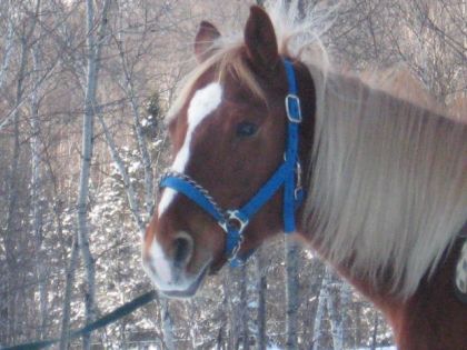 mon beau chester