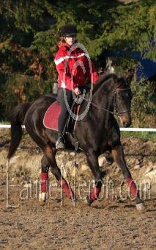 Cristel en entrainement de dressage