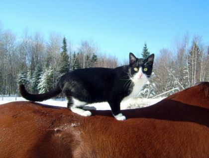 Le chat d'écurie sur Jolly! LOL .