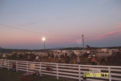 réchaufement avant la final de team penning festival western de...