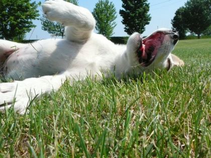 pricesse qui se roule dans l'herbe