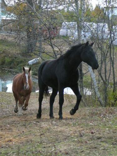 Bille (le belge de 2 ans) et Mister Twis (le noir 2 ans) qui...