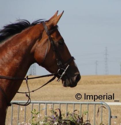 CSO du 15 août 2008