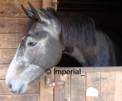 Un autre cheval de mon club
