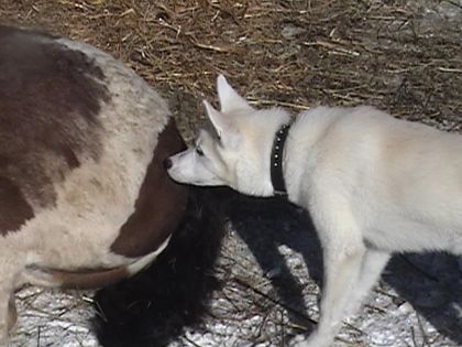 Ici c'est Tsuky la husky a mon conjoint qui découvre ma petite...