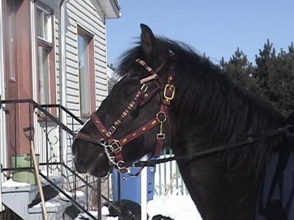 Raven de profile. Je le trouve tellement beau