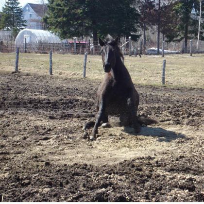 Il est écoutant mon cheval , je lui dit assis et il s'assis ...
