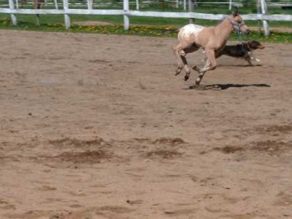 photo par ti-pou Poulain au galop