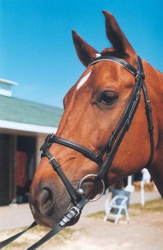 Portrait de mon cheval