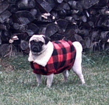 Pug avec manteau à carreaux