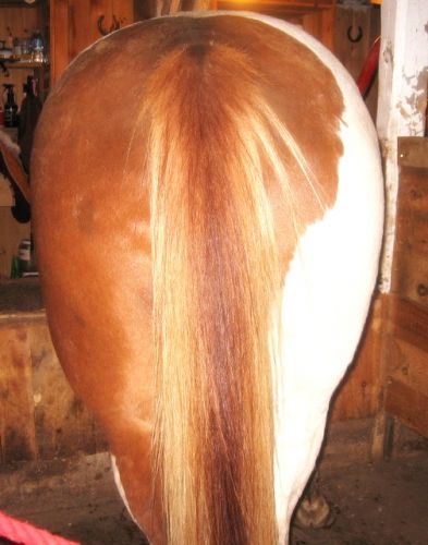 Grosse foufoune de mon cheval XD