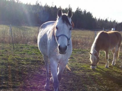Royal Arif Shakki, l'ancien cheval de mon amie